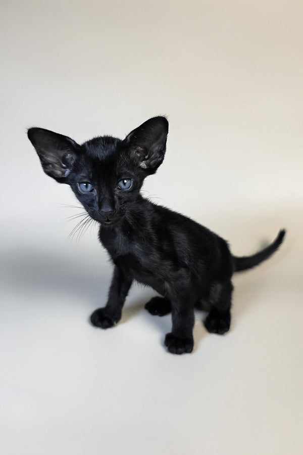 Finn | Oriental Shorthair Kitten