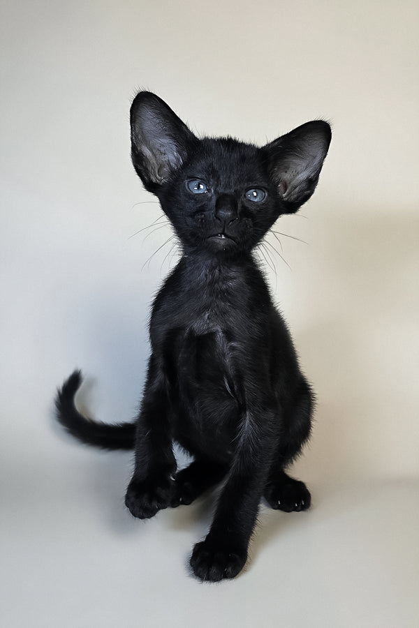 Finn | Oriental Shorthair Kitten