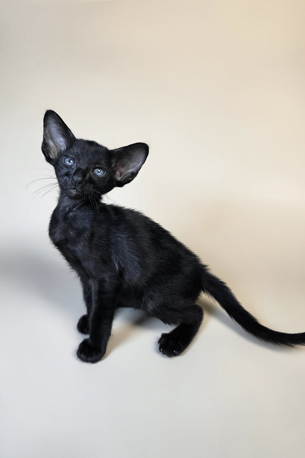 Finn | Oriental Shorthair Kitten