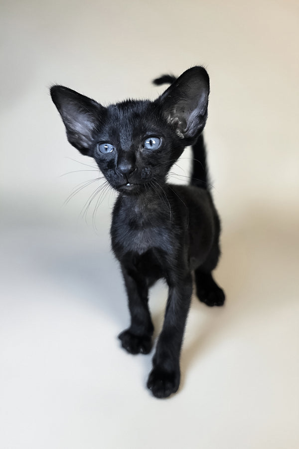 Finn | Oriental Shorthair Kitten
