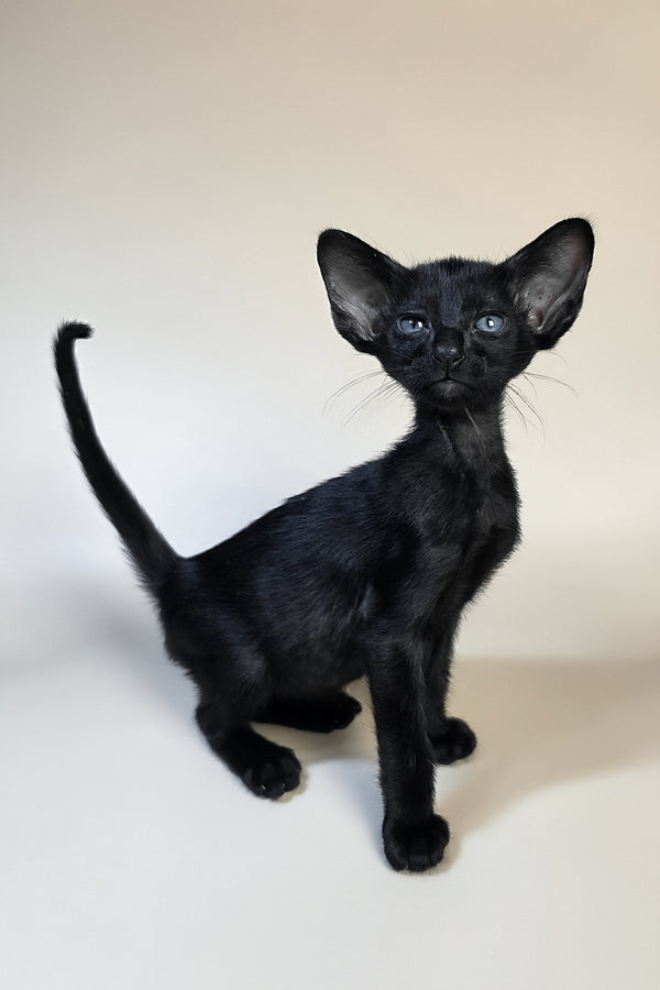 Finn | Oriental Shorthair Kitten