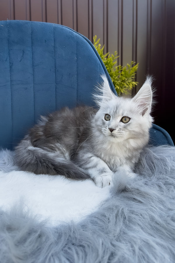 Fiona | Maine Coon Kitten