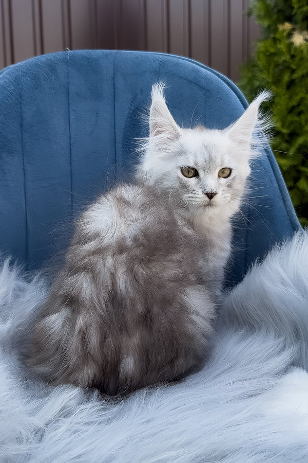 Fiona | Maine Coon Kitten