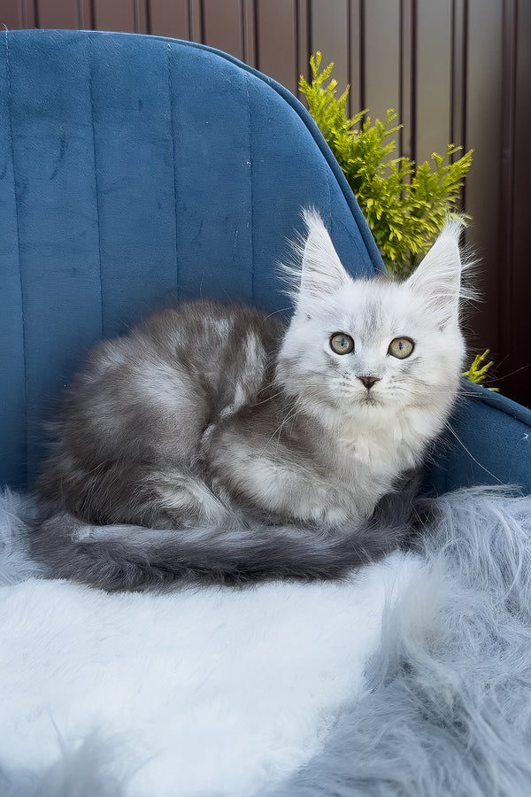 Fiona | Maine Coon Kitten