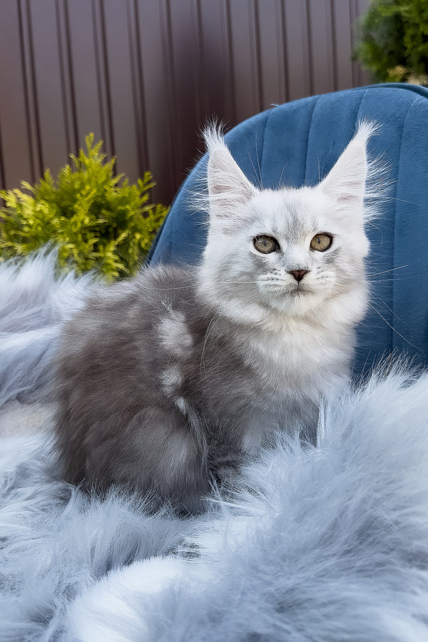 Fiona | Maine Coon Kitten