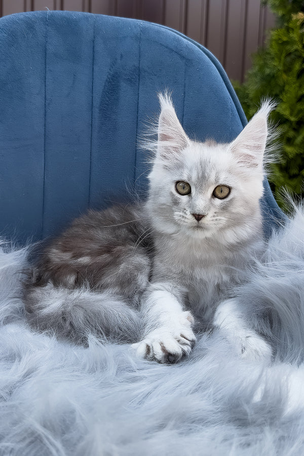 Fiona | Maine Coon Kitten