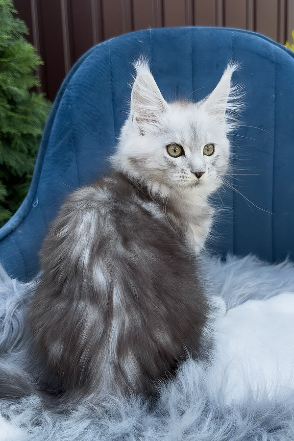 Fiona | Maine Coon Kitten