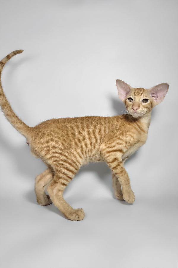Flame | Oriental Shorthair Kitten