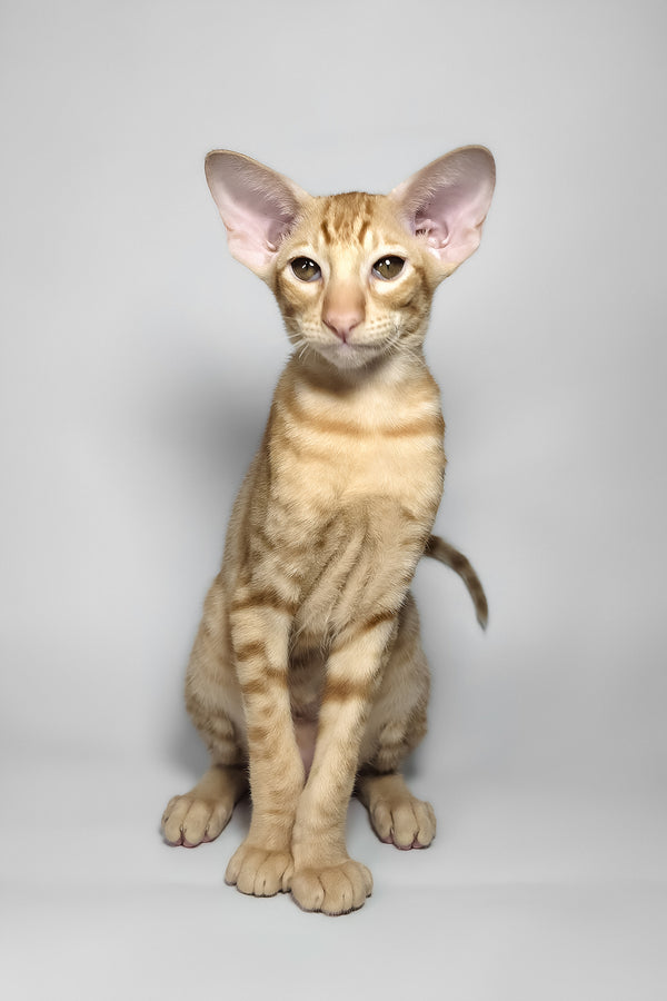 Flame | Oriental Shorthair Kitten