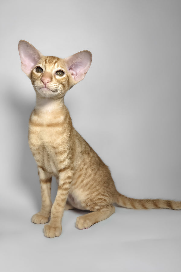 Flame | Oriental Shorthair Kitten