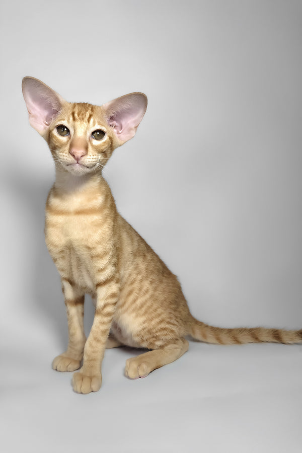 Flame | Oriental Shorthair Kitten
