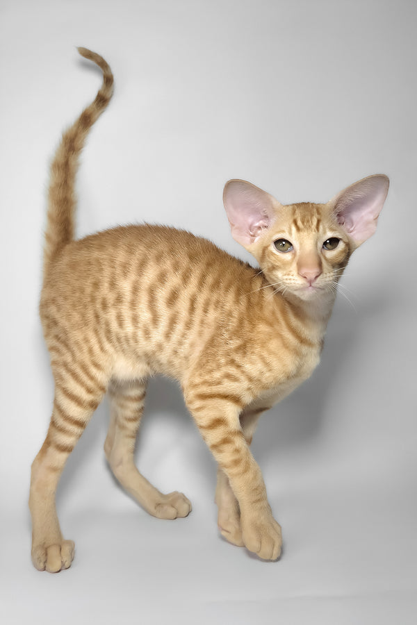 Flame | Oriental Shorthair Kitten