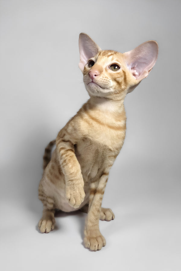 Flame | Oriental Shorthair Kitten