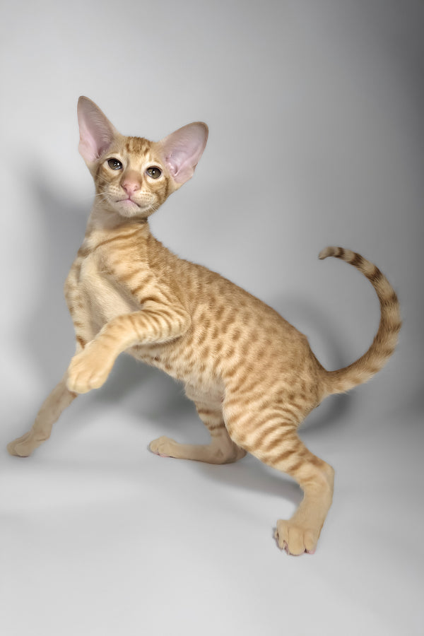 Flame | Oriental Shorthair Kitten