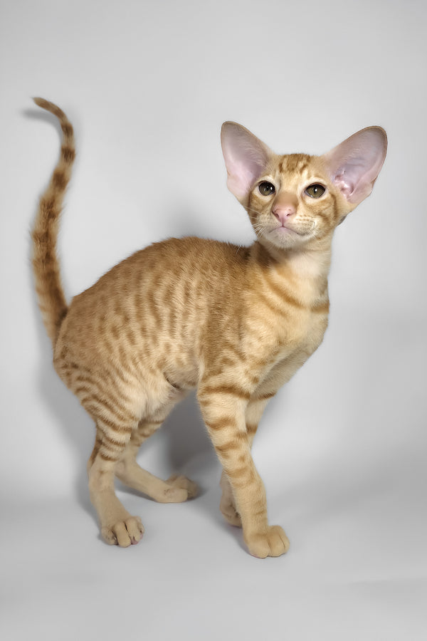Flame | Oriental Shorthair Kitten