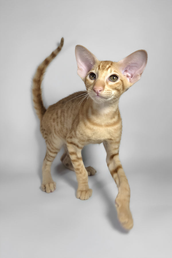 Flame | Oriental Shorthair Kitten