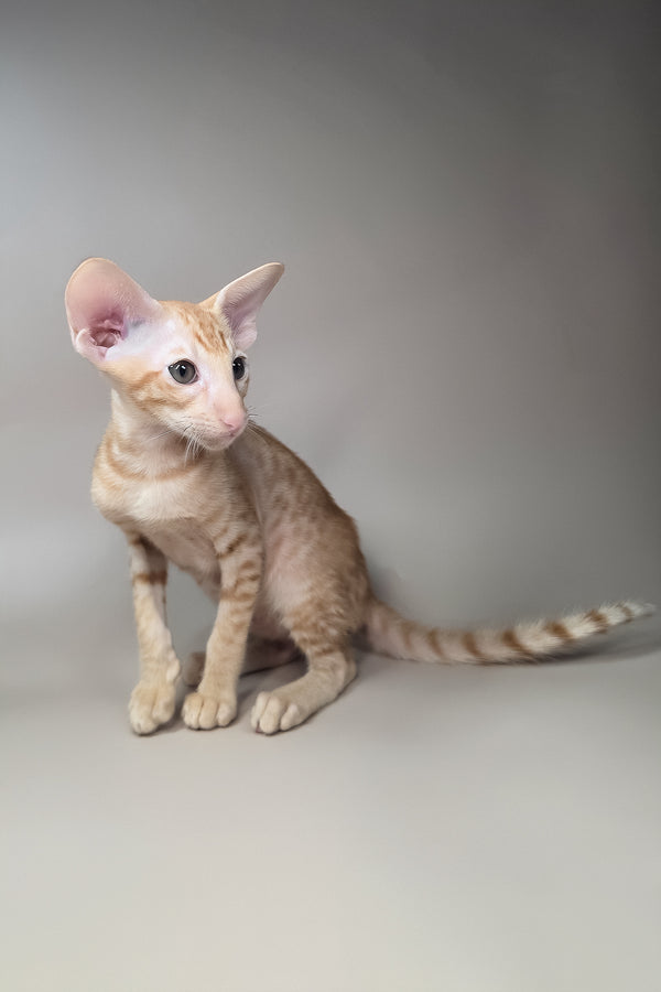 Flame | Oriental Shorthair Kitten