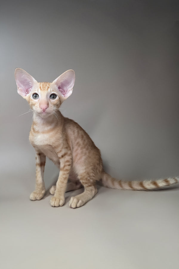 Flame | Oriental Shorthair Kitten