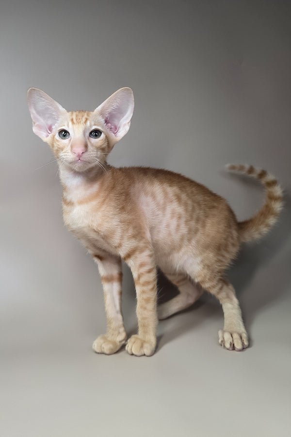 Flame | Oriental Shorthair Kitten