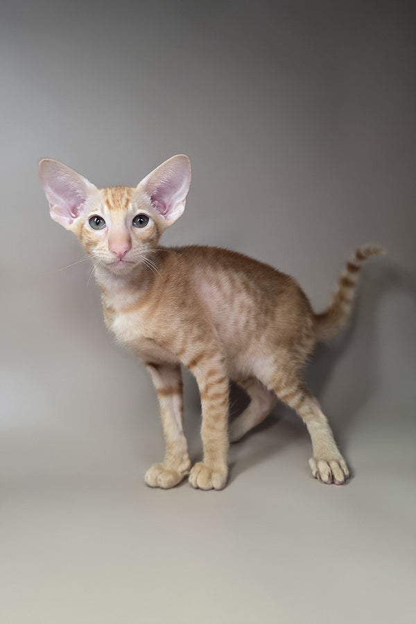 Flame | Oriental Shorthair Kitten