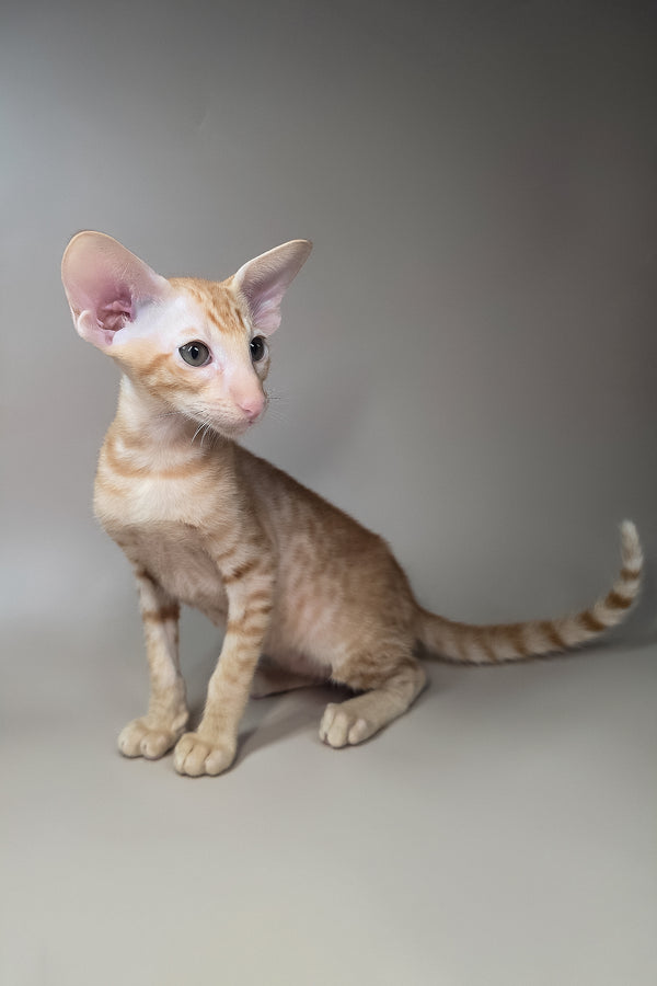 Flame | Oriental Shorthair Kitten