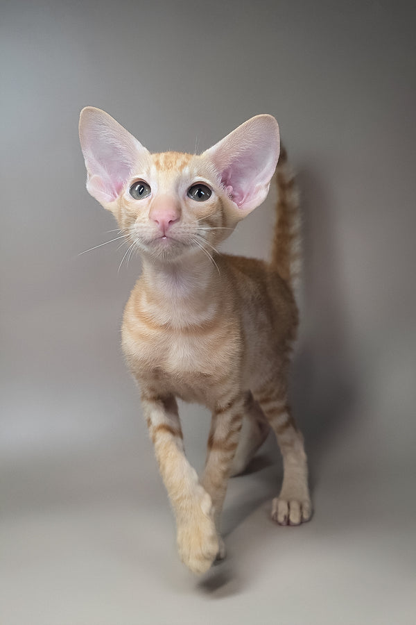 Flame | Oriental Shorthair Kitten