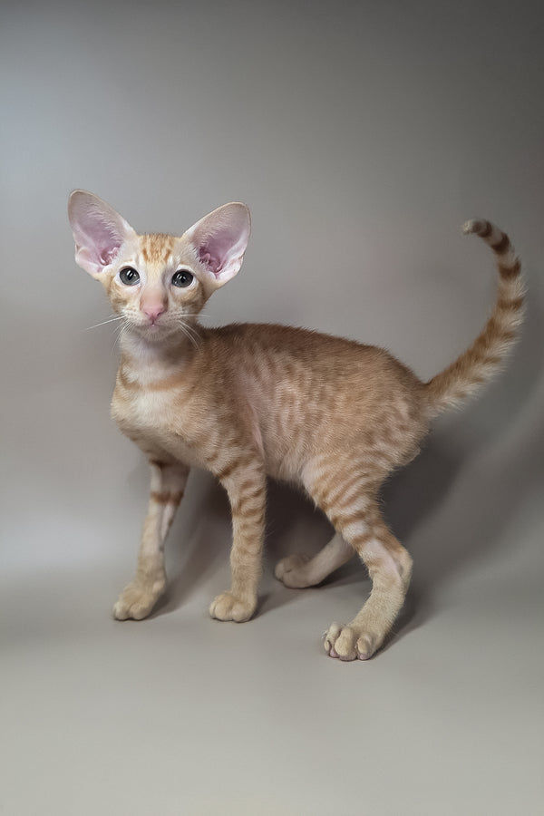 Flame | Oriental Shorthair Kitten