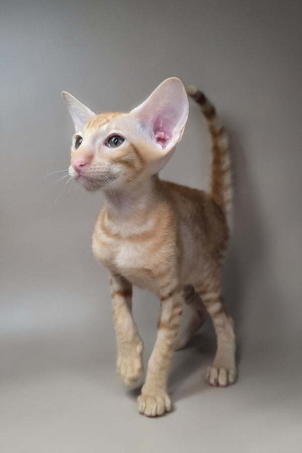 Flame | Oriental Shorthair Kitten