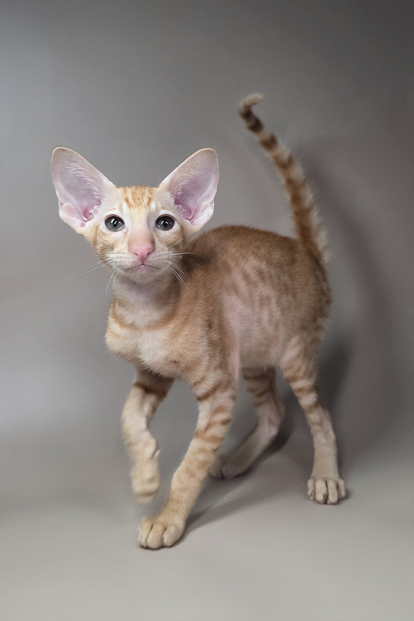 Flame | Oriental Shorthair Kitten