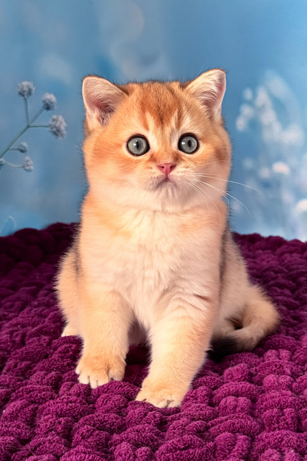 Fox | Scottish Straight Kitten