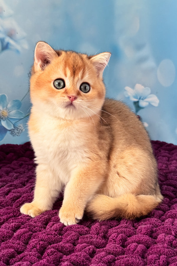 Fox | Scottish Straight Kitten