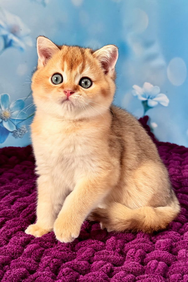 Fox | Scottish Straight Kitten