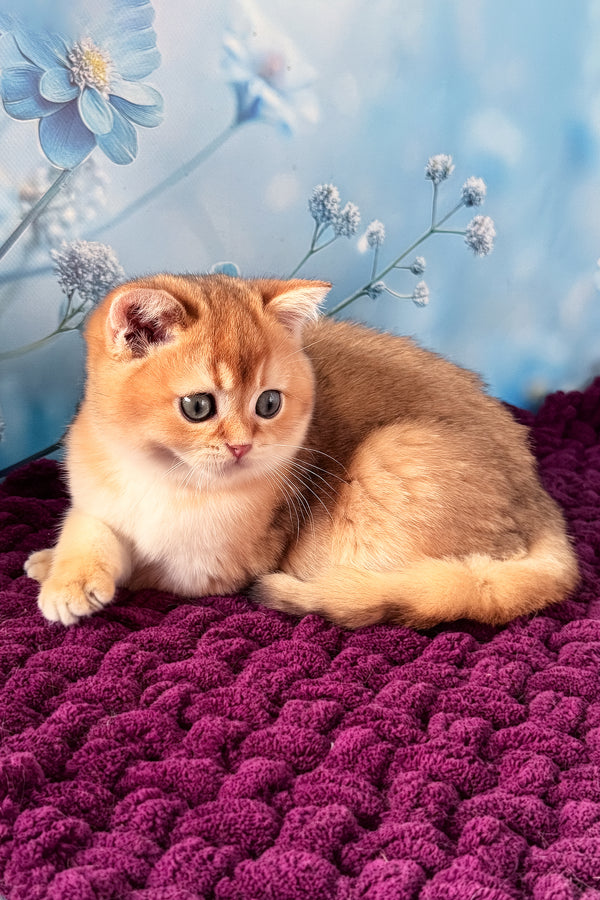 Fox | Scottish Straight Kitten