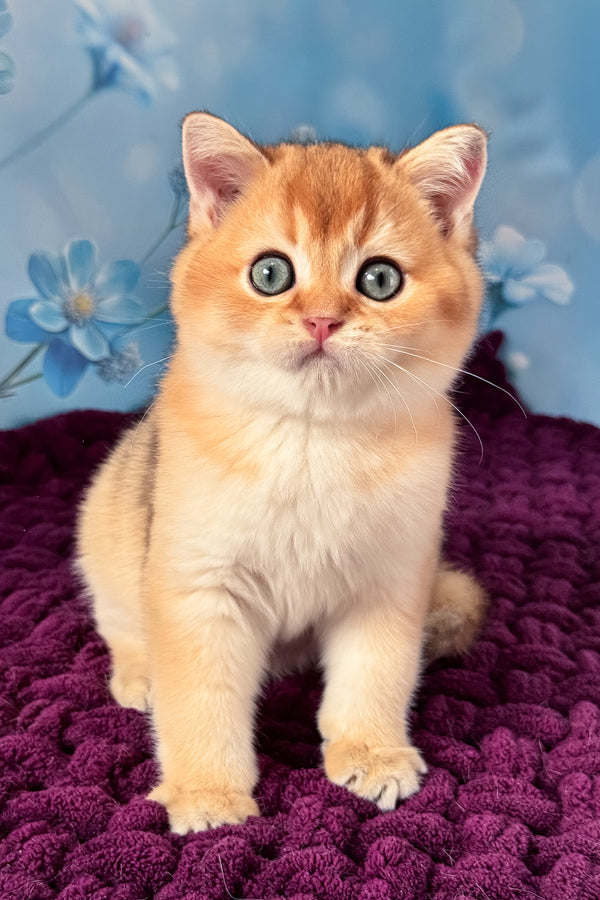 Fox | Scottish Straight Kitten