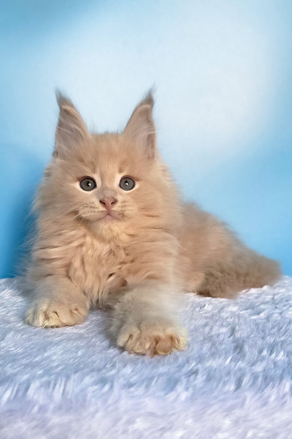 Fred | Maine Coon Kitten
