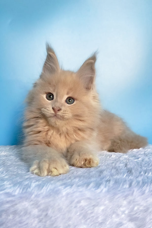 Fred | Maine Coon Kitten