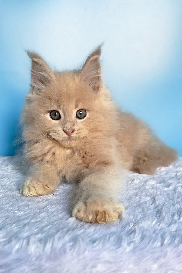 Fred | Maine Coon Kitten