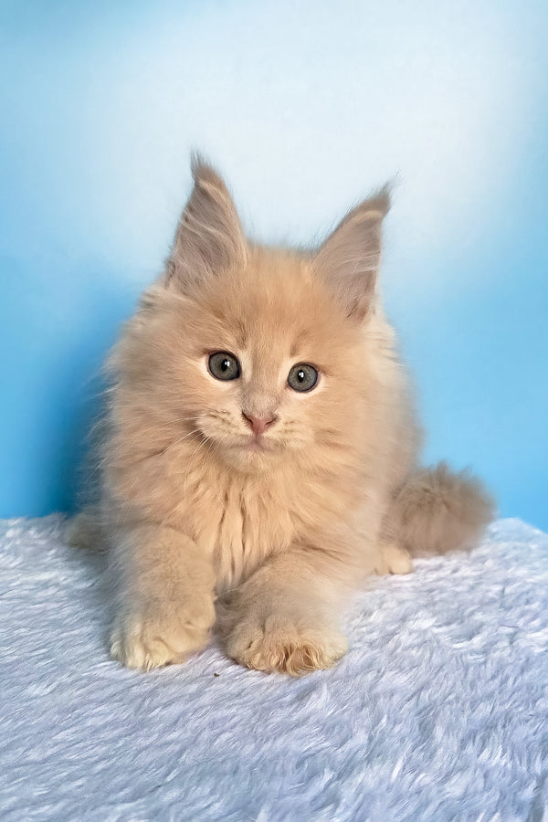 Fred | Maine Coon Kitten