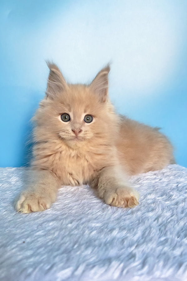 Fred | Maine Coon Kitten