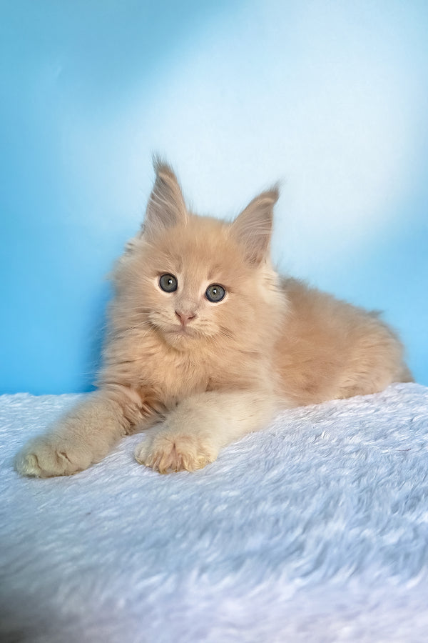 Fred | Maine Coon Kitten