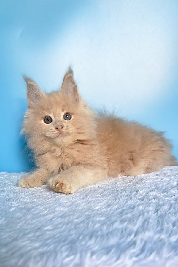 Fred | Maine Coon Kitten