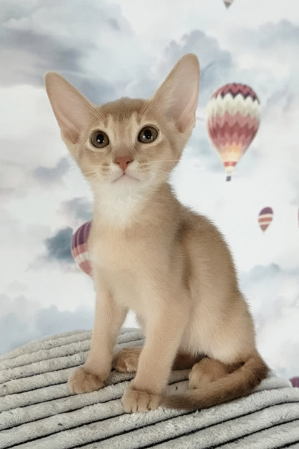 Garry | Abyssinian Kitten
