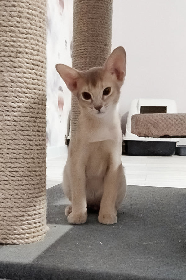 Garry | Abyssinian Kitten