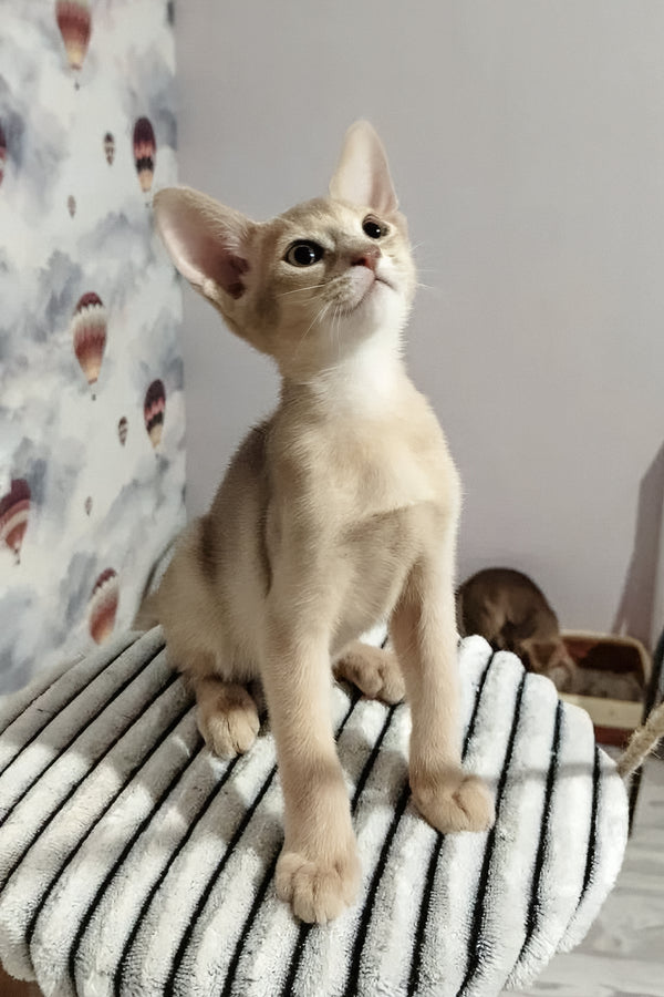 Garry | Abyssinian Kitten