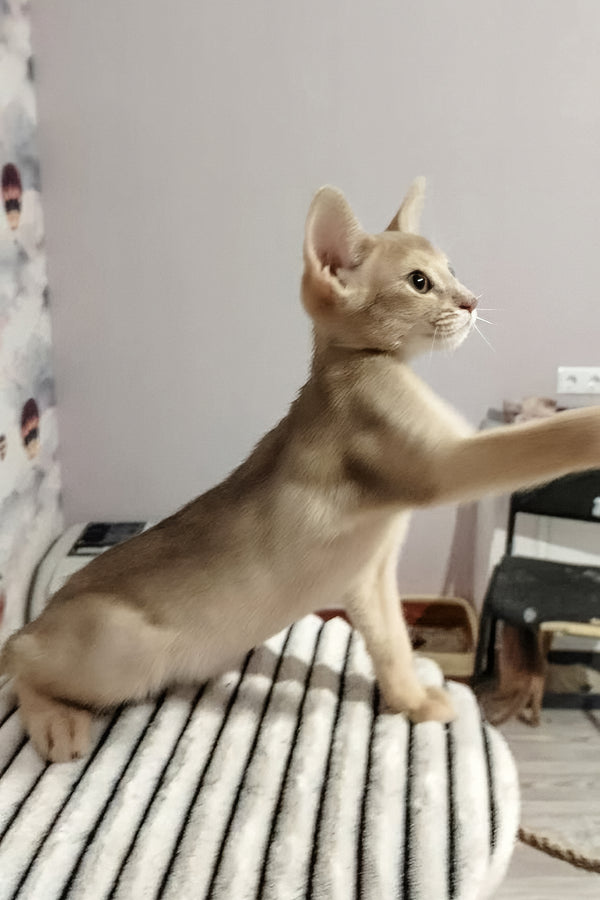 Garry | Abyssinian Kitten