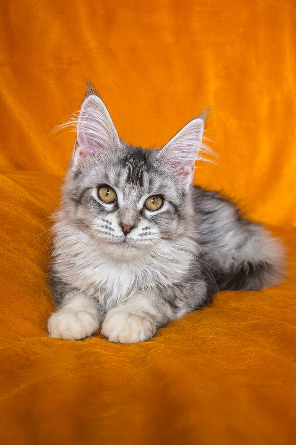 Gemma | Maine Coon Kitten