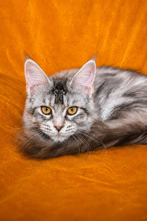 Gemma | Maine Coon Kitten