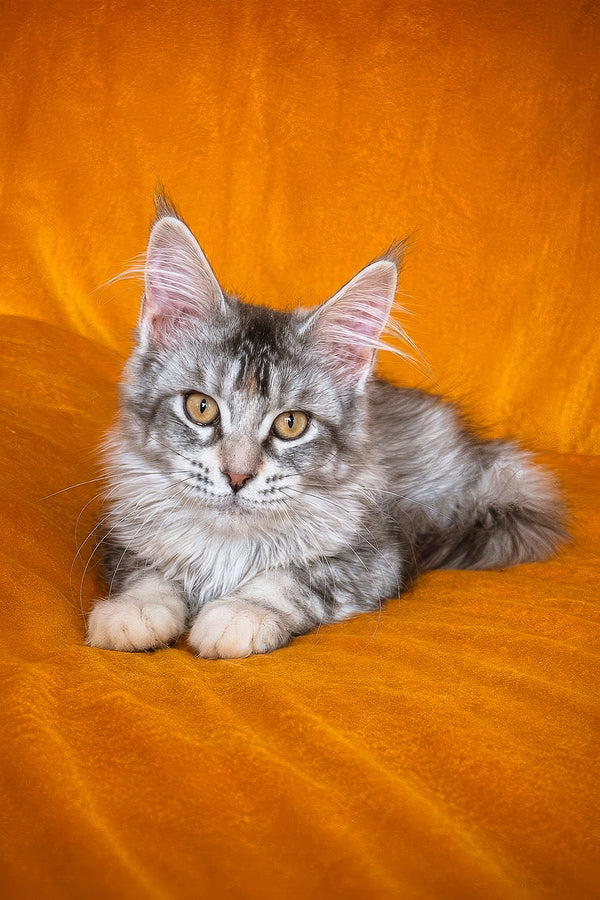 Gemma | Maine Coon Kitten