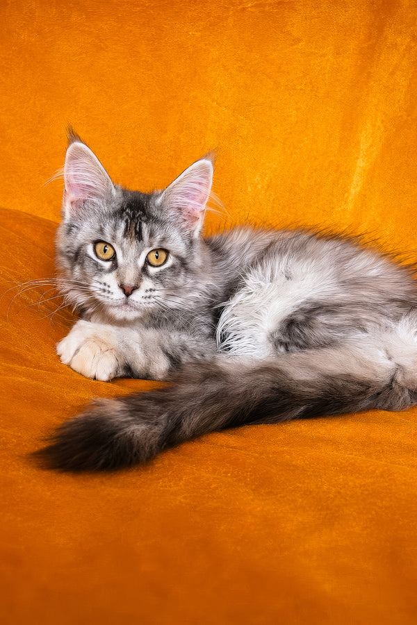 Gemma | Maine Coon Kitten