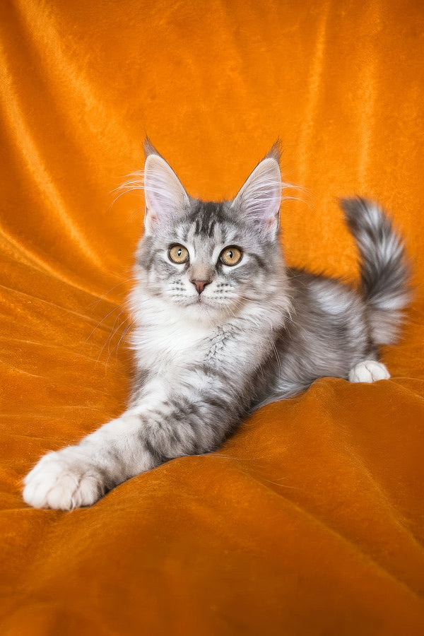 Gemma | Maine Coon Kitten